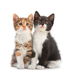 Two kitten sitting - 44007542