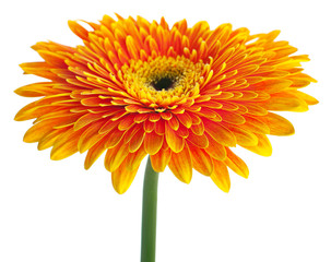 Orange gerbera