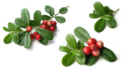 Lingonberry (Vaccinium vitis-idaea)