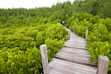 Fototapeta na wymiar Most drewno na Mangrove lasu, Tajlandia