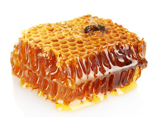 sweet honeycomb with honey and bee, isolated on white