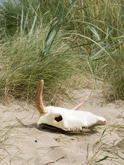 Obraz premium cow skull