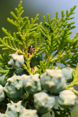 THUJA ORIENTALIS. TUYA