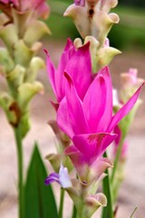 The beautiful Siam Tulip, Thailand