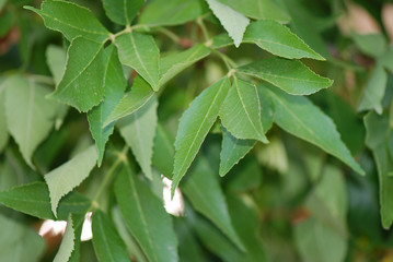 ALMEZ . CELTIS AUSTRALIS