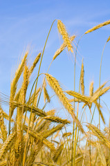 ear of wheat