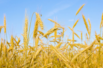 ear of wheat