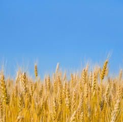 Naklejka premium ear of wheat on cloud sky