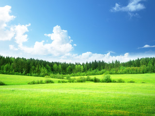 Fototapeta na wymiar pole trawy i niebo idealny
