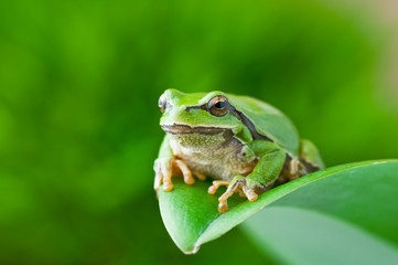 tree_frog