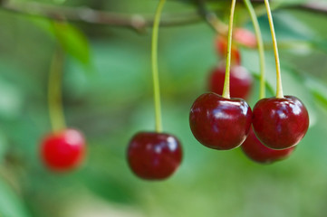 cherry