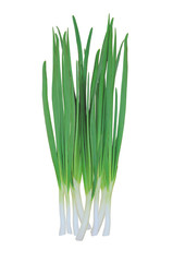 green onions isolated on white