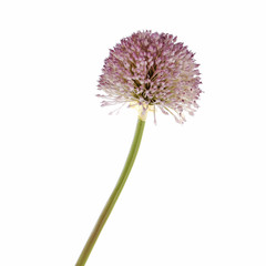 Purple Allium isolated on white