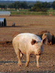 pig standing in muddy field