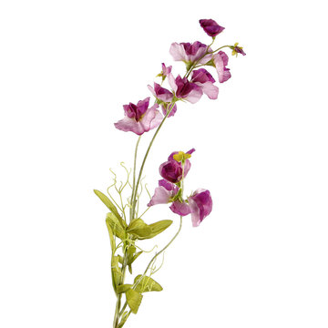 Pink sweet pea isolated on white background