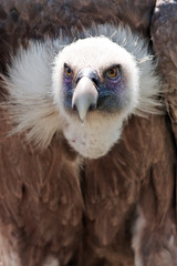 vulture