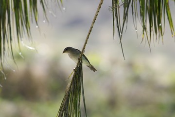 Webervogel