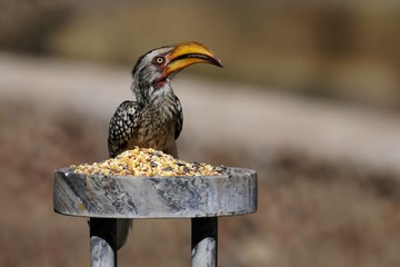 Gelbschnabeltoko (Tockus leucomelas)