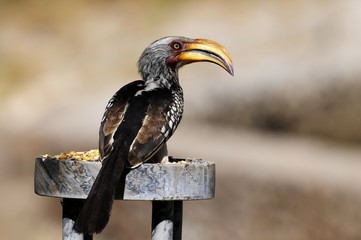 Gelbschnabeltoko ( Tockus leucomelas)
