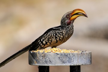 Gelbschnabeltoko ( tockus leucomelas)