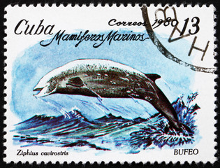 Obraz na płótnie Canvas Postage stamp Cuba 1980 Cuvier's Beaked Whale