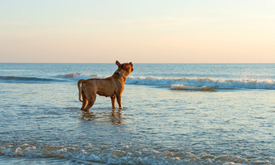 Dog barking at the waves