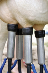 Cows in a farm. Automatic milking machine, datail.