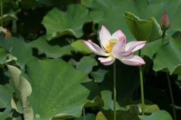 lotus flower