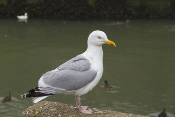 Seagull