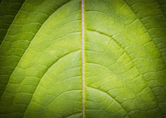 Leaf background low key