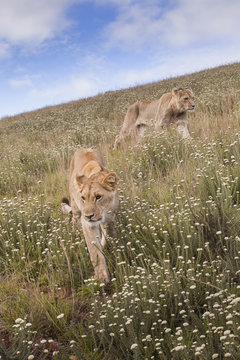 Bundu Buddies