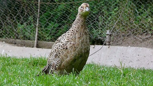 pheasant hen