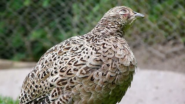 hen pheasant