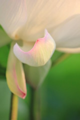 Obraz premium 蓮の花