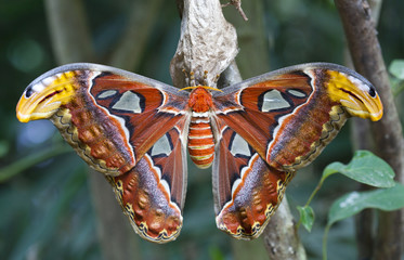 Giant Atlas Moth - 44017770