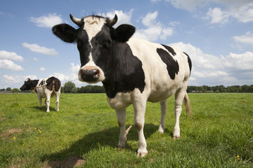 Fototapeta premium Dutch cows
