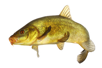 carp, tench, colored fish swimming free