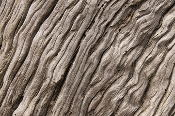 Old wood texture