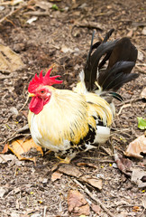 Male Bantam