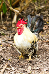 Male Bantam