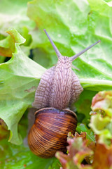 Snails after a rain on wet leaves