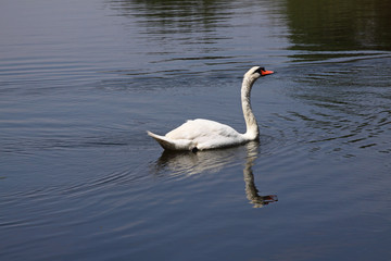 un cygne dans l'eau