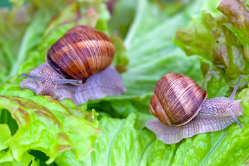 Snails after a rain on wet leaves