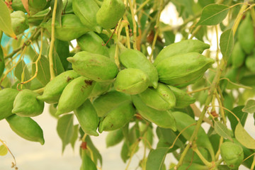 Branch of a tree with unripe pods
