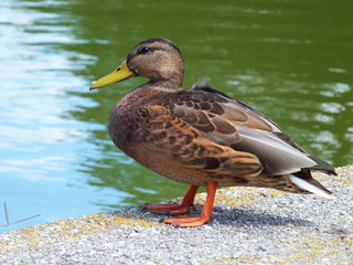 Mallard duck at a lakeside