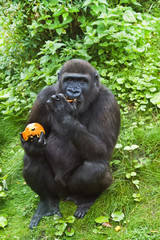 Young gorilla eating fruit