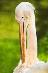 Rosy- or Great white pelican cleaning feathers