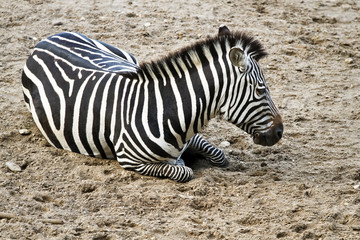 Fototapeta na wymiar Zebra or Equus quagga resting