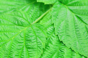 background of green leaves of raspberry