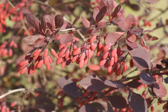 Yield of Barberry